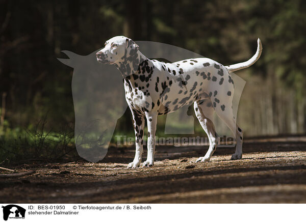 stehender Dalmatiner / standing Dalmatian / BES-01950