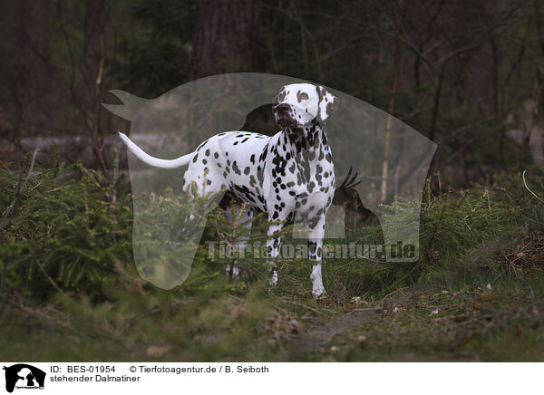 stehender Dalmatiner / standing Dalmatian / BES-01954