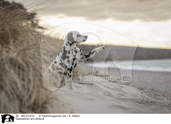 Dalmatiner am Strand / Dalmatian at the beach / AK-01210