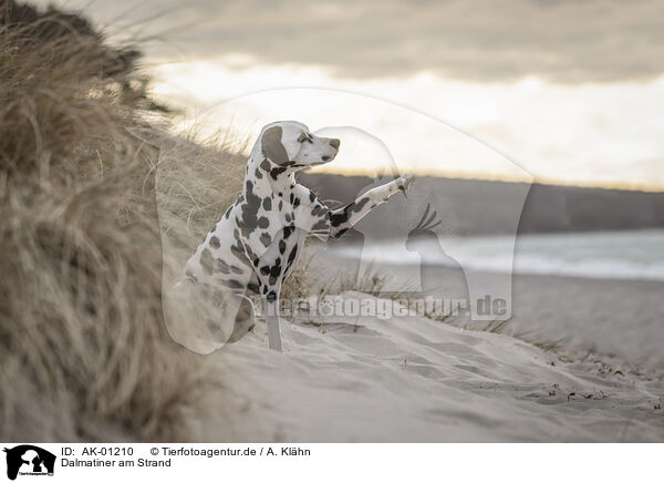 Dalmatiner am Strand / AK-01210