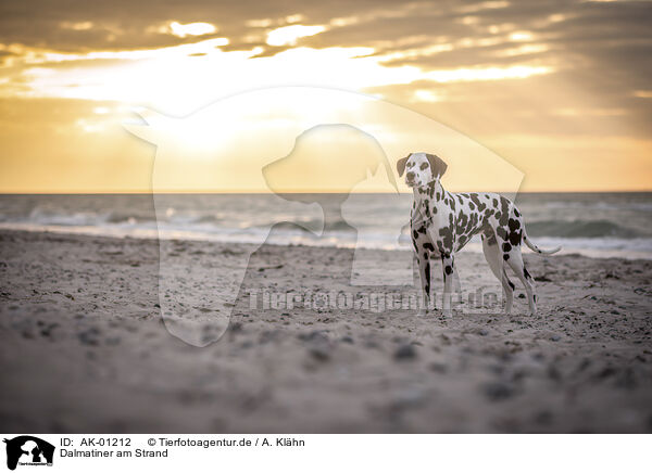 Dalmatiner am Strand / Dalmatian at the beach / AK-01212