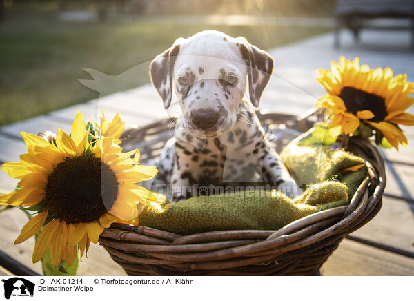 Dalmatiner Welpe / Dalmatian puppy / AK-01214