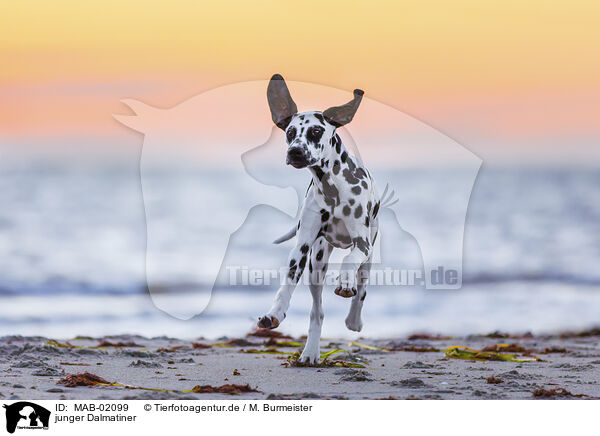 junger Dalmatiner / MAB-02099