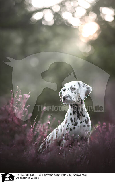 Dalmatiner Welpe / Dalmatian Puppy / KS-01138