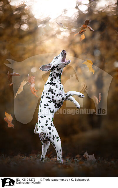 Dalmatiner Hndin / female Dalmatian / KS-01273