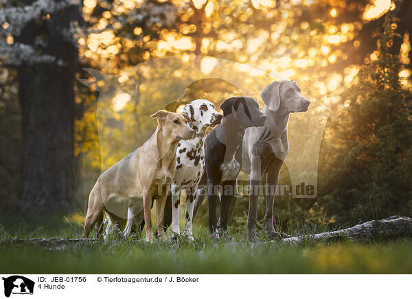 4 Hunde / 4 dogs / JEB-01756