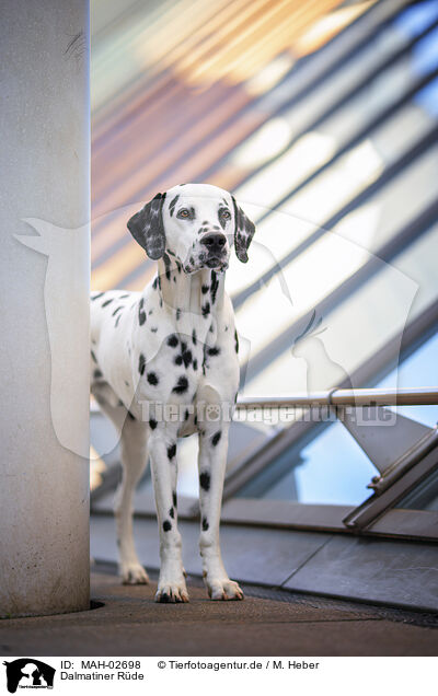 Dalmatiner Rde / male Dalmatian / MAH-02698