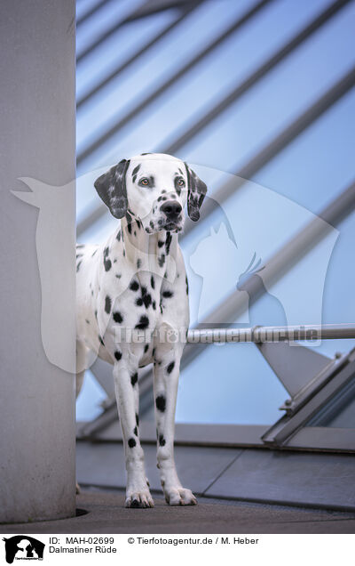 Dalmatiner Rde / male Dalmatian / MAH-02699