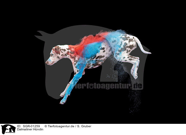 Dalmatiner H�ndin / SGR-01259