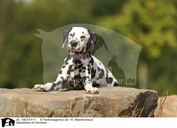 Dalmatiner im Sommer / Dalmatian in summer / KB-07411
