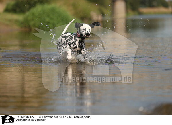 Dalmatiner im Sommer / Dalmatian in summer / KB-07422