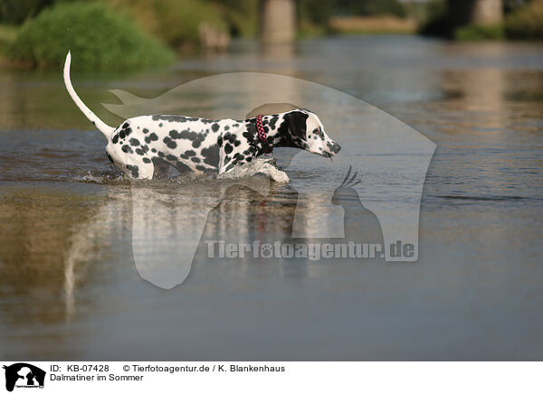 Dalmatiner im Sommer / KB-07428