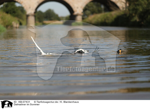 Dalmatiner im Sommer / Dalmatian in summer / KB-07431