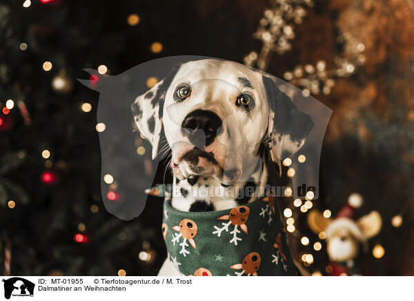 Dalmatiner an Weihnachten / MT-01955