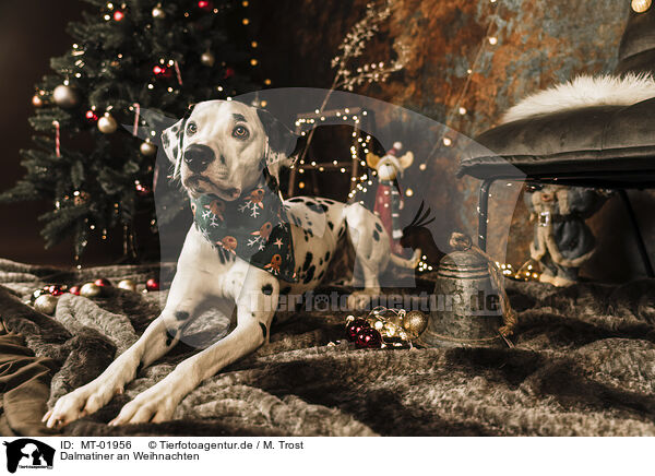 Dalmatiner an Weihnachten / MT-01956