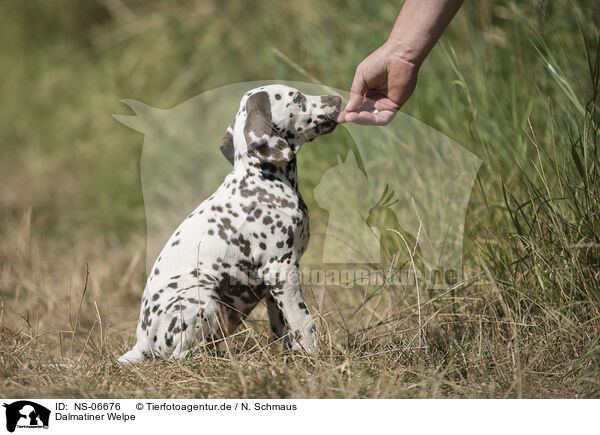 Dalmatiner Welpe / Dalmatian Puppy / NS-06676
