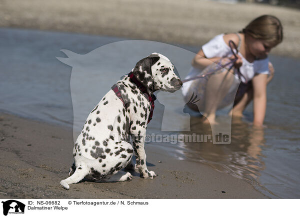 Dalmatiner Welpe / Dalmatian Puppy / NS-06682