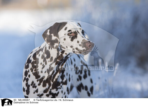 Dalmatiner im Schnee / NS-06687