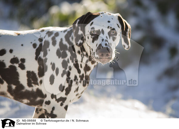 Dalmatiner im Schnee / NS-06688