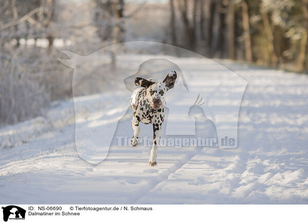 Dalmatiner im Schnee / NS-06690