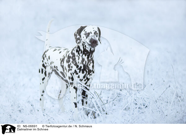 Dalmatiner im Schnee / NS-06691