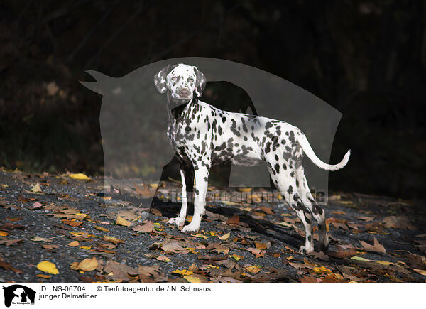 junger Dalmatiner / young Dalmatian / NS-06704