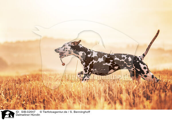 Dalmatiner Hndin / female Dalmatian / SIB-02647