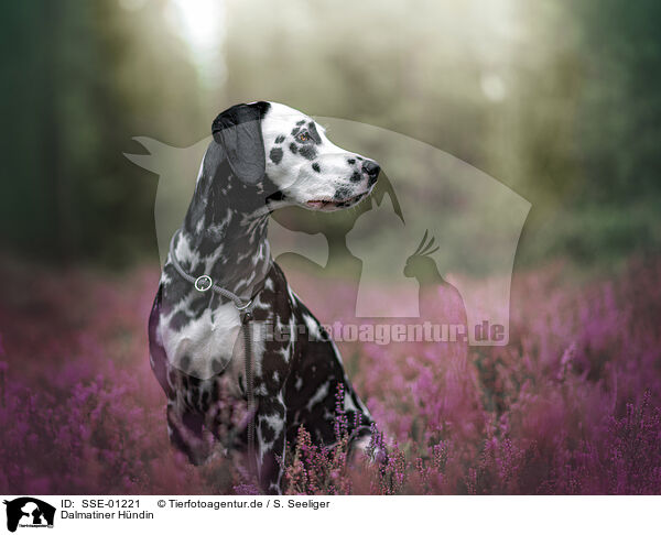 Dalmatiner Hndin / female Dalmatian / SSE-01221