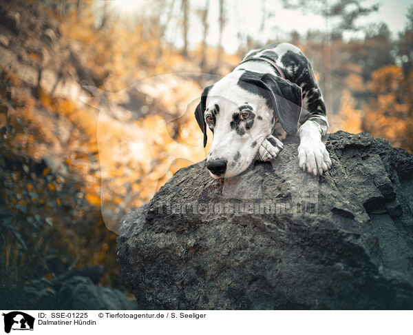 Dalmatiner Hndin / female Dalmatian / SSE-01225