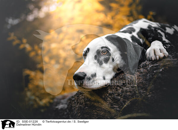 Dalmatiner Hndin / female Dalmatian / SSE-01226