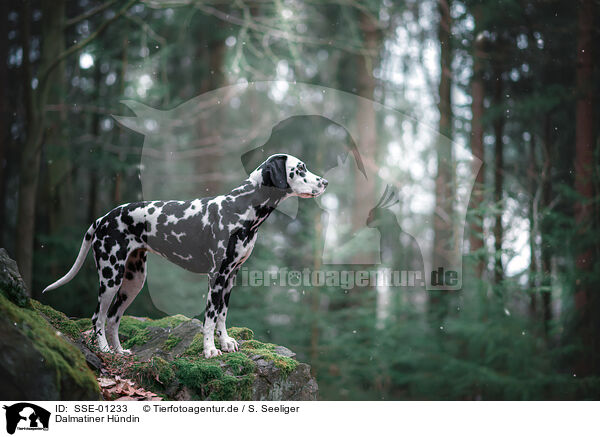 Dalmatiner Hndin / female Dalmatian / SSE-01233