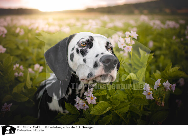 Dalmatiner Hndin / female Dalmatian / SSE-01241