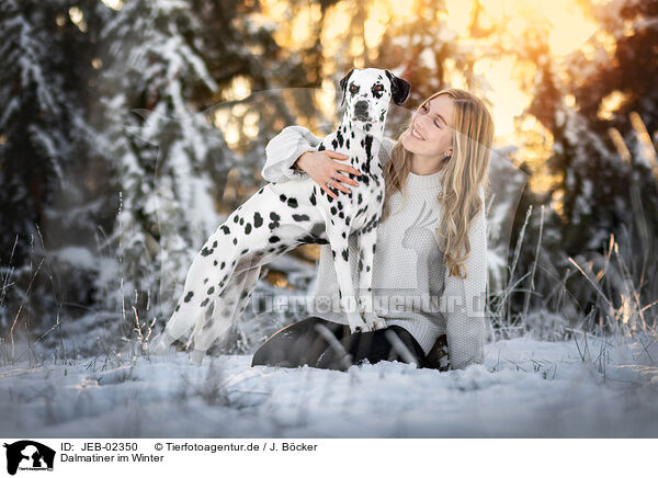 Dalmatiner im Winter / JEB-02350