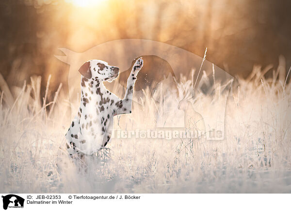 Dalmatiner im Winter / JEB-02353