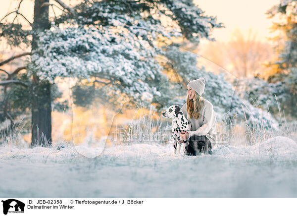 Dalmatiner im Winter / JEB-02358
