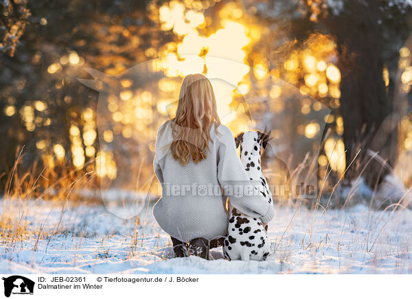 Dalmatiner im Winter / JEB-02361