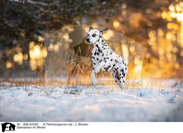 Dalmatiner im Winter / JEB-02362