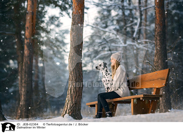 Dalmatiner im Winter / Dalmatian in winter / JEB-02364