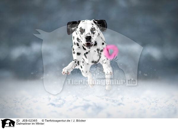 Dalmatiner im Winter / JEB-02365