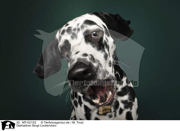 Dalmatiner fngt Leckerchen / Dalmatian catches treat / MT-02102