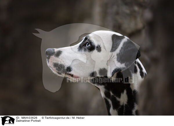 Dalmatiner Portrait / Dalmatian Portrait / MAH-03626