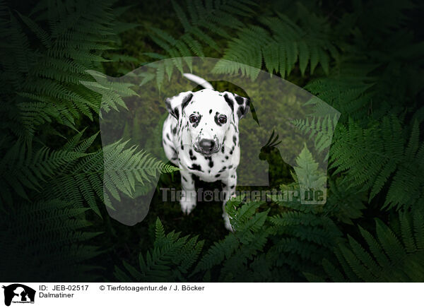 Dalmatiner / Dalmatian / JEB-02517