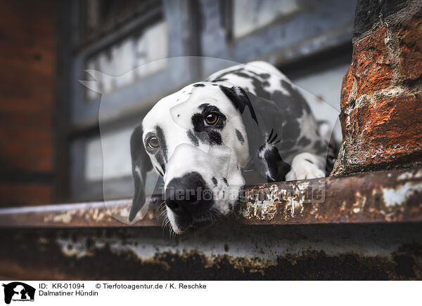 Dalmatiner Hndin / female Dalmatian / KR-01094