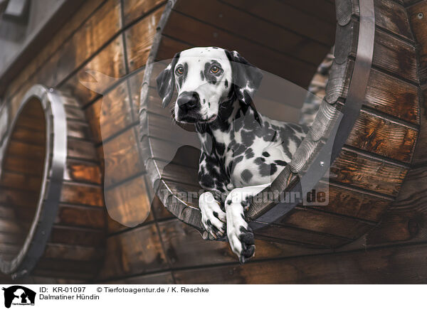 Dalmatiner Hndin / female Dalmatian / KR-01097