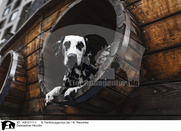 Dalmatiner H�ndin / female Dalmatian / KR-01111