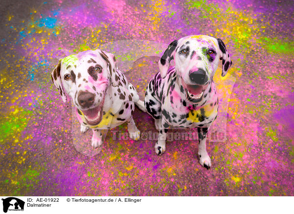 Dalmatiner / Dalmatians / AE-01922