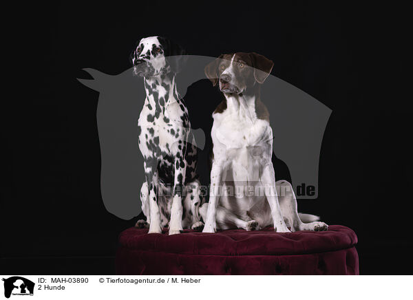 2 Hunde / 2 dogs / MAH-03890