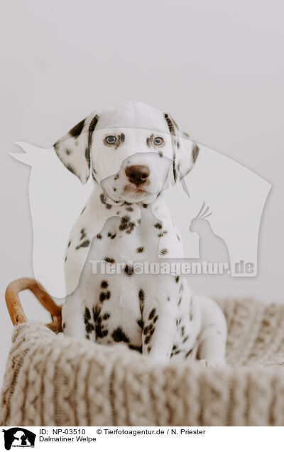Dalmatiner Welpe / Dalmatian Puppy / NP-03510