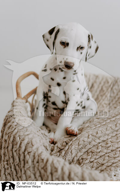Dalmatiner Welpe / Dalmatian Puppy / NP-03512