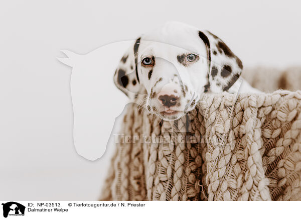 Dalmatiner Welpe / Dalmatian Puppy / NP-03513